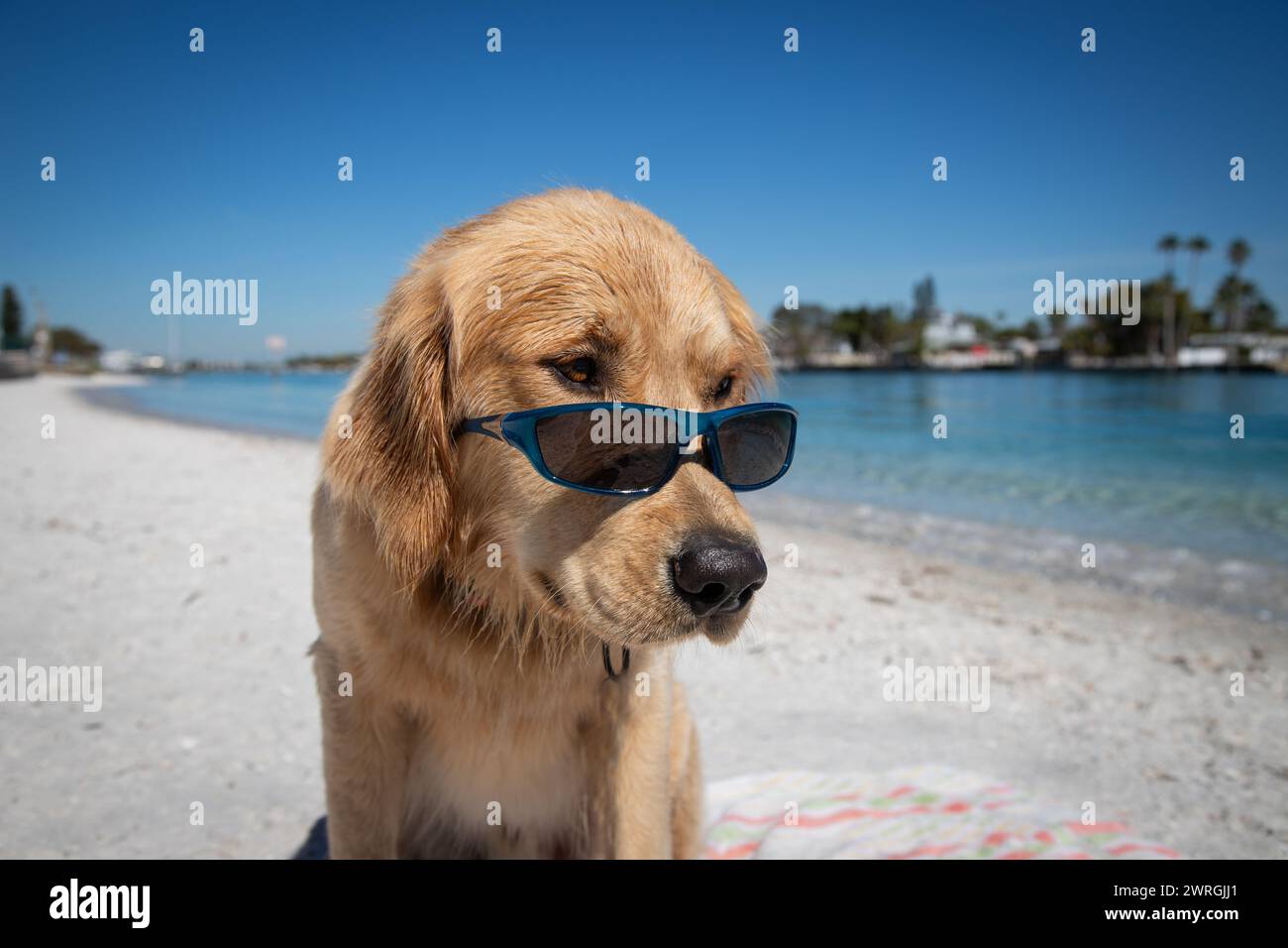 Golden retriever wearing sunglasses sitting on beach, Florida, USA Stock Photo