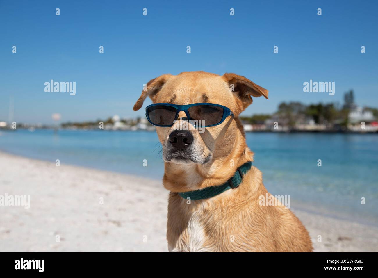 Labrador retriever wearing sunglasses sitting on beach, Florida, USA Stock Photo