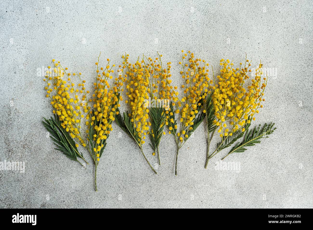 Overhead view of stems of yellow mimosa flowers lying side by side on a table Stock Photo