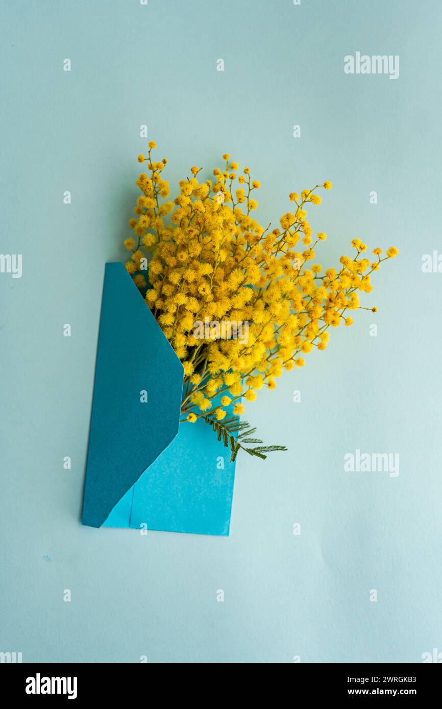 Overhead view of a bunch of yellow mimosa flowers in an envelope on a table Stock Photo