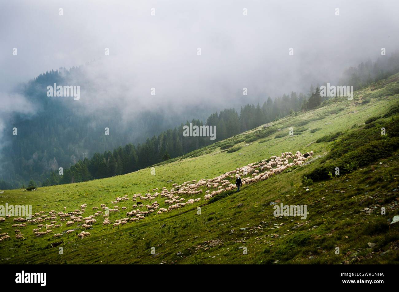 A flock of sheep and a shepherd graze grass in the high meadows of the ...