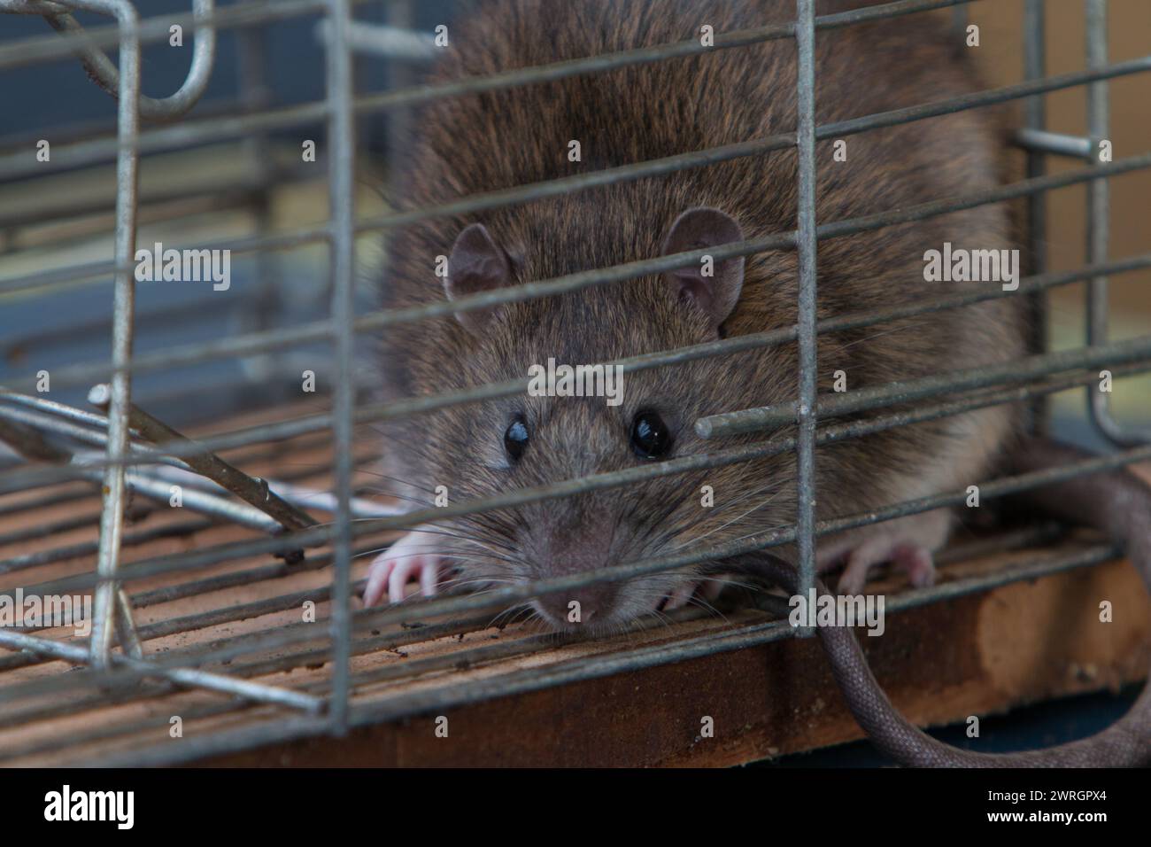 Brown rat mammal uk british rattus vermin pest hi-res stock photography ...