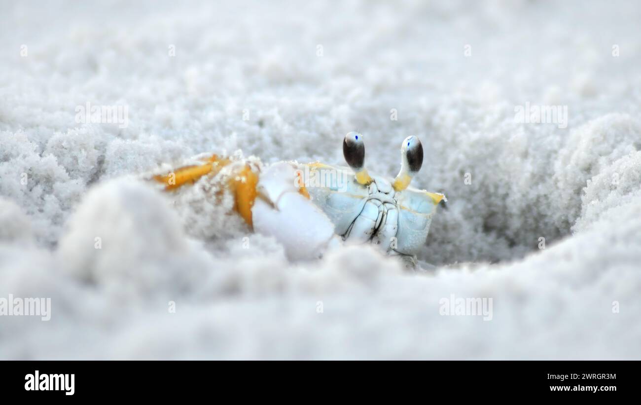 Close-up of a ghost crab (Ocypode Quadrata) next to its hole in white sand, copy space, 16:9 Stock Photo