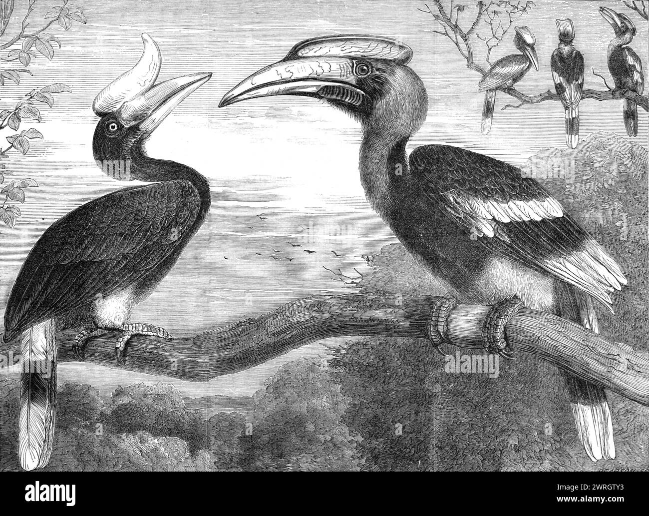 The Hornbills, in the Gardens of the Zoological Society, Regent's Park, 1864. 'We lately mentioned that Mr. Thompson, the head keeper of the Zoological Society's Gardens in Regent's Park, had returned from Calcutta, bringing with him a large number of rare and valuable animals, presented to the society by the Baboo Rajenda Mullick, Mr. A. Grote, and Mr. W. Dunn...The large hornbills...are magnificent birds, and well worthy of observation. We have engraved a drawing which represents their general appearance. Of this bird, sometimes vulgarly called the horned Indian raven, though it belongs to a Stock Photo