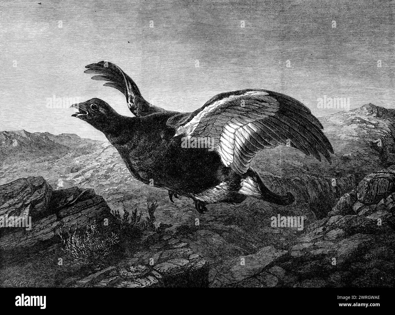 &quot;Startled,&quot; by Harrison Weir, in the Exhibition of the Institute of Painters in Water Colours, 1864. Engraving. 'Mr. Harrison Weir's drawing of a blackcock...cunningly keeping near the ground to escape observation, and thus affording less chance of a shot, is a representation which will awaken in the mind of the sportsmen who frequent our northern moors many a recollection of the keenest pleasure, which has, however, often been damped by baffled and disappointed pursuit...It may be remembered that in former times the shooting of black grouse was, by law, fixed to commence on the 20th Stock Photo