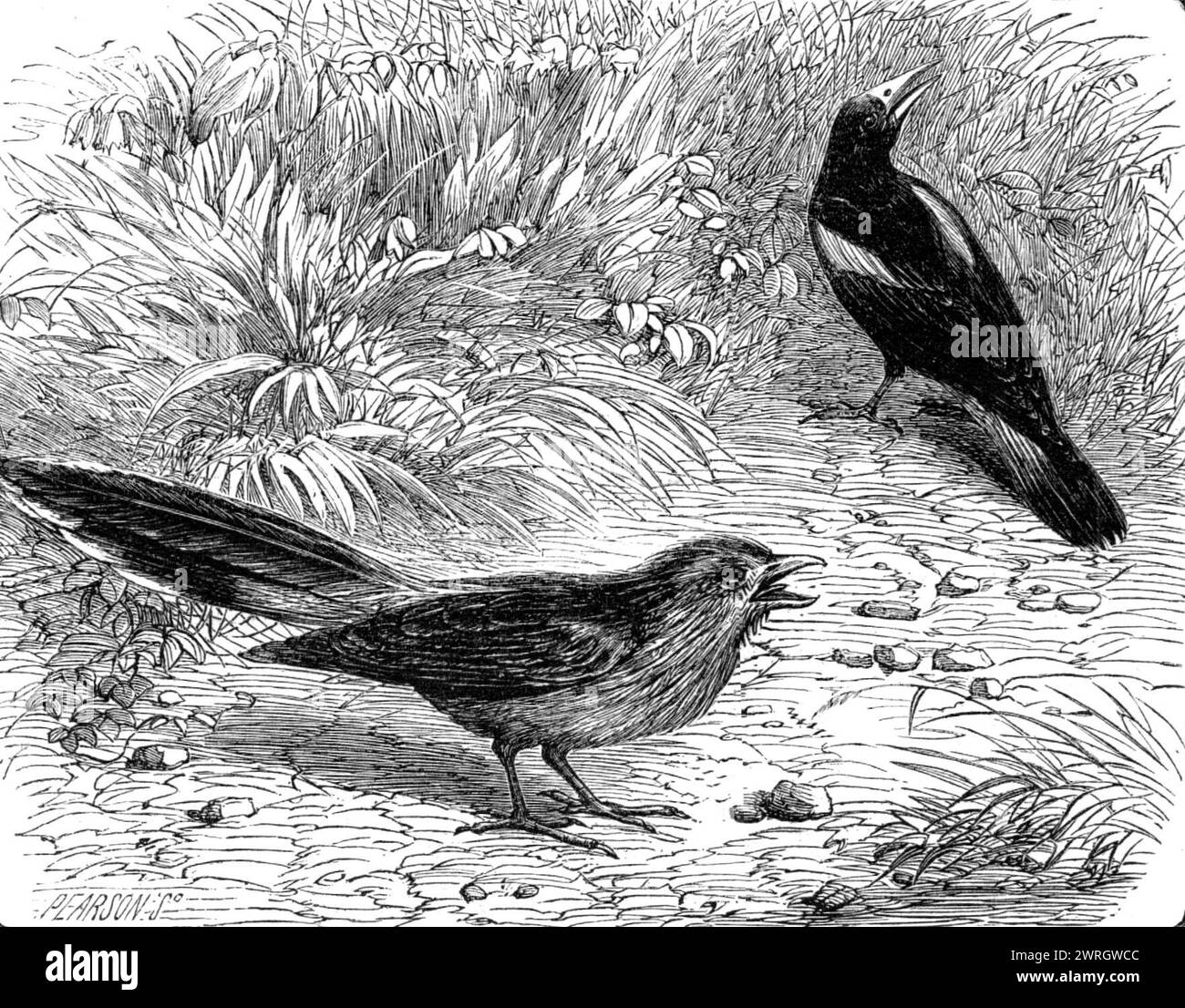 Recent additions to the Zoological Society's Collection, Regent's Park, [London], 1864. 'The American cuckoo (Guvia piririgua) is of very lively and peculiar habits, and may be seen continually running about - for it is essentially a terrestrial bird - with a piece of gravel or stick in its mouth. The tronial (Cacicus persicus) is one of a starling-like group of American birds, remarkable for their ingenuity in weaving long pendent nests...[Specimens from a group of animals]...imported from various parts of the American continent, and the greater part of them represent species which had previo Stock Photo