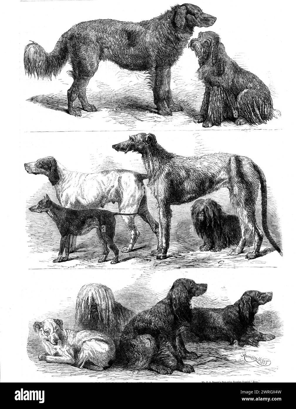Prize dogs at the recent show, Birmingham, 1862. 'Mr. H. R. Brailsford's Windham, the first prize retriever in &quot;a class generally commended&quot;...; Mr. F. H. Besant's Russian spaniel Rose, the first prize taker in the extra class for any known breeds of foreign sporting dogs; she is very curiously ringletted...Mr. J. N. Beasley's Alder, the first-prize deerhound, is very grand in his hair, quality, and size; and his great peculiarity was his immense length of tail...The admirers of Skye terriers had no reason to complain of Mr. W. McDonald's winning Duchess, with her rich brown coat of Stock Photo