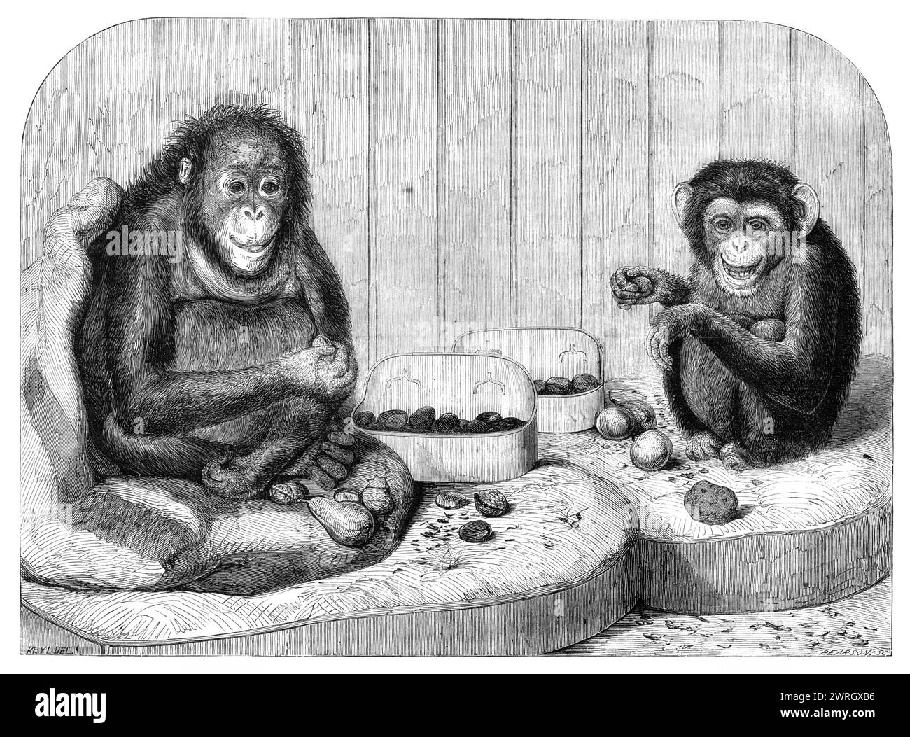 Borneo orangutan tourism Black and White Stock Photos & Images - Alamy