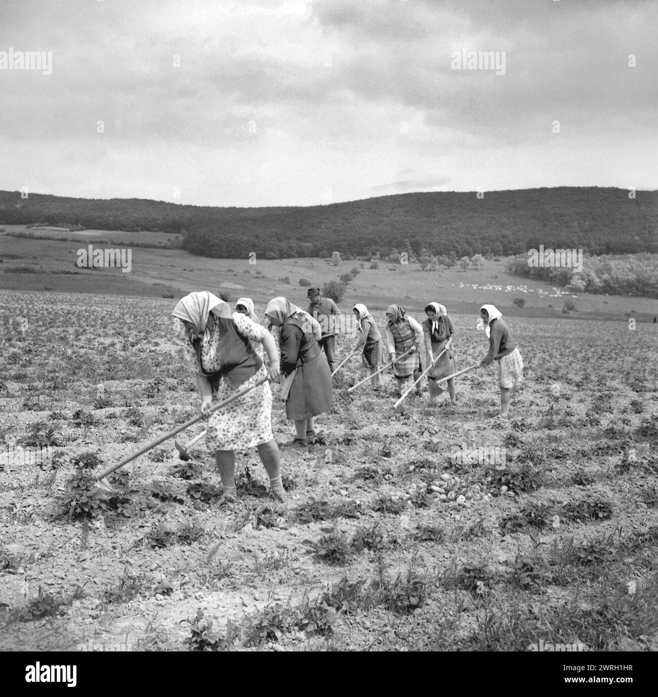 Peasants harvesting potatoes Black and White Stock Photos &amp; Images - Alamy