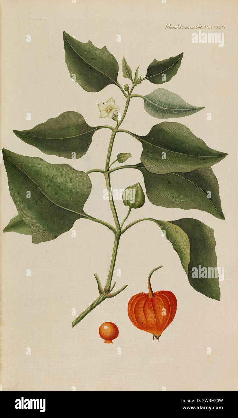 Flora Danica, 1761. Private Collection Stock Photo
