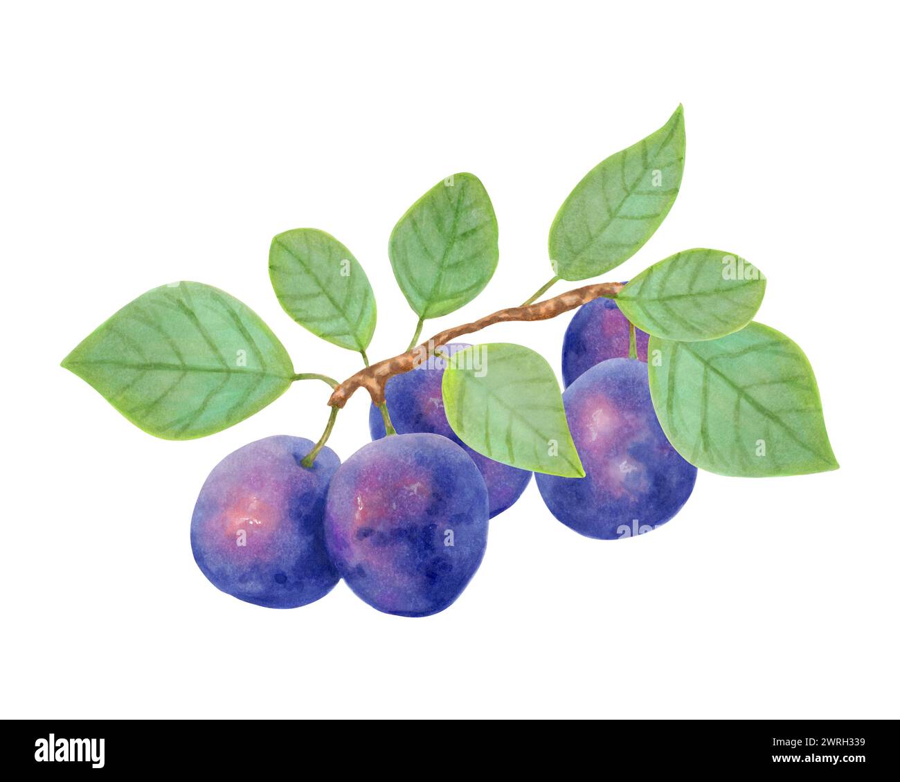 Plum fruit. Realistic branch with whole fruits and leaves. Illustration ...