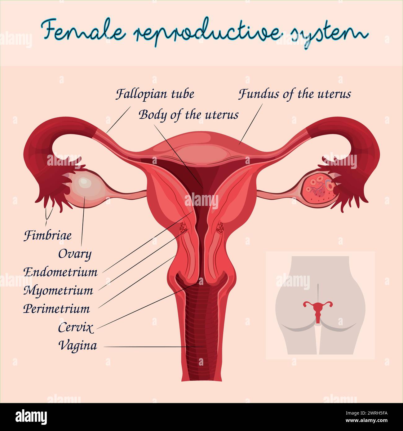 Female reproductive system labeled