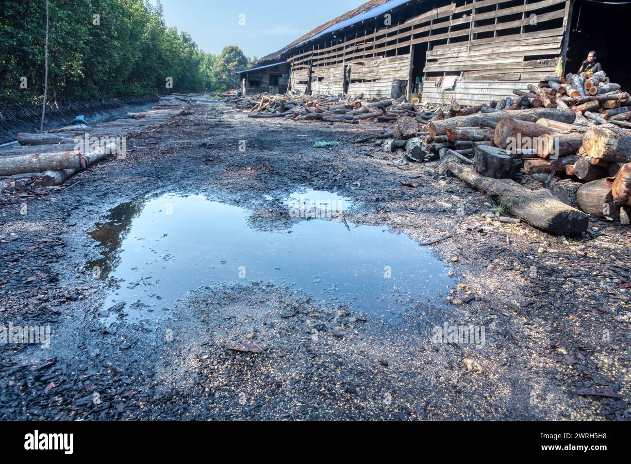 Scene of mangrove logs outside the charcoal factory shed. Stock Photo