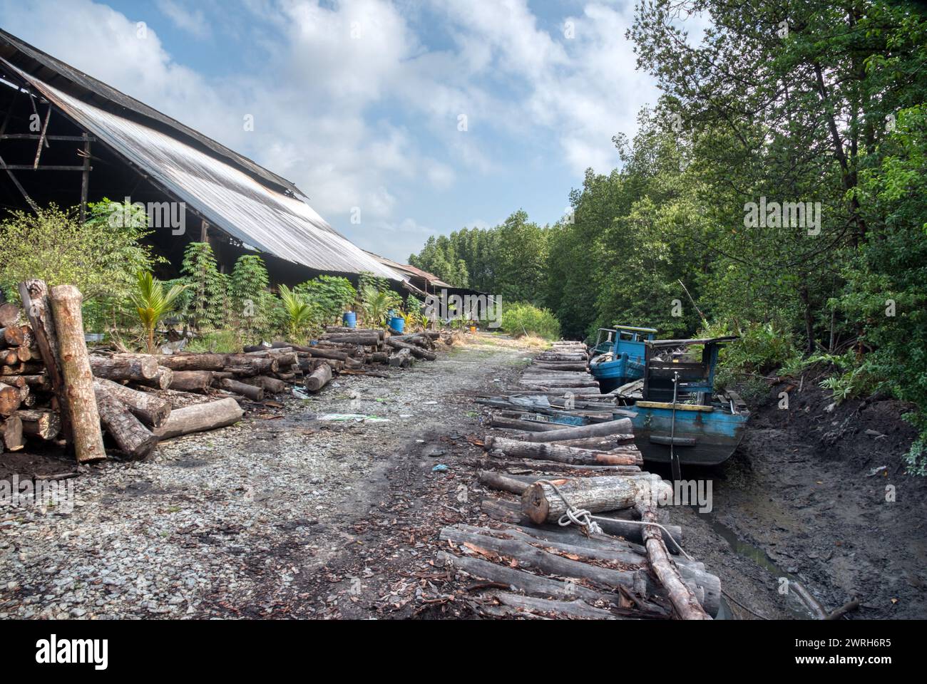 Scene of mangrove logs outside the charcoal factory shed. Stock Photo