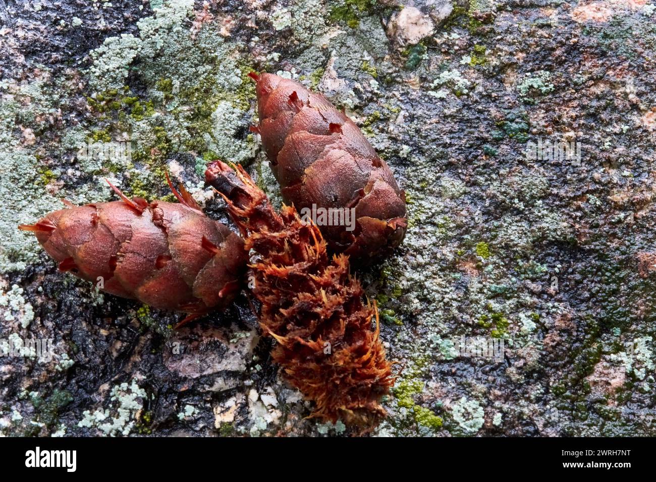 Three Pinecones on Mossy Rock Stock Photo