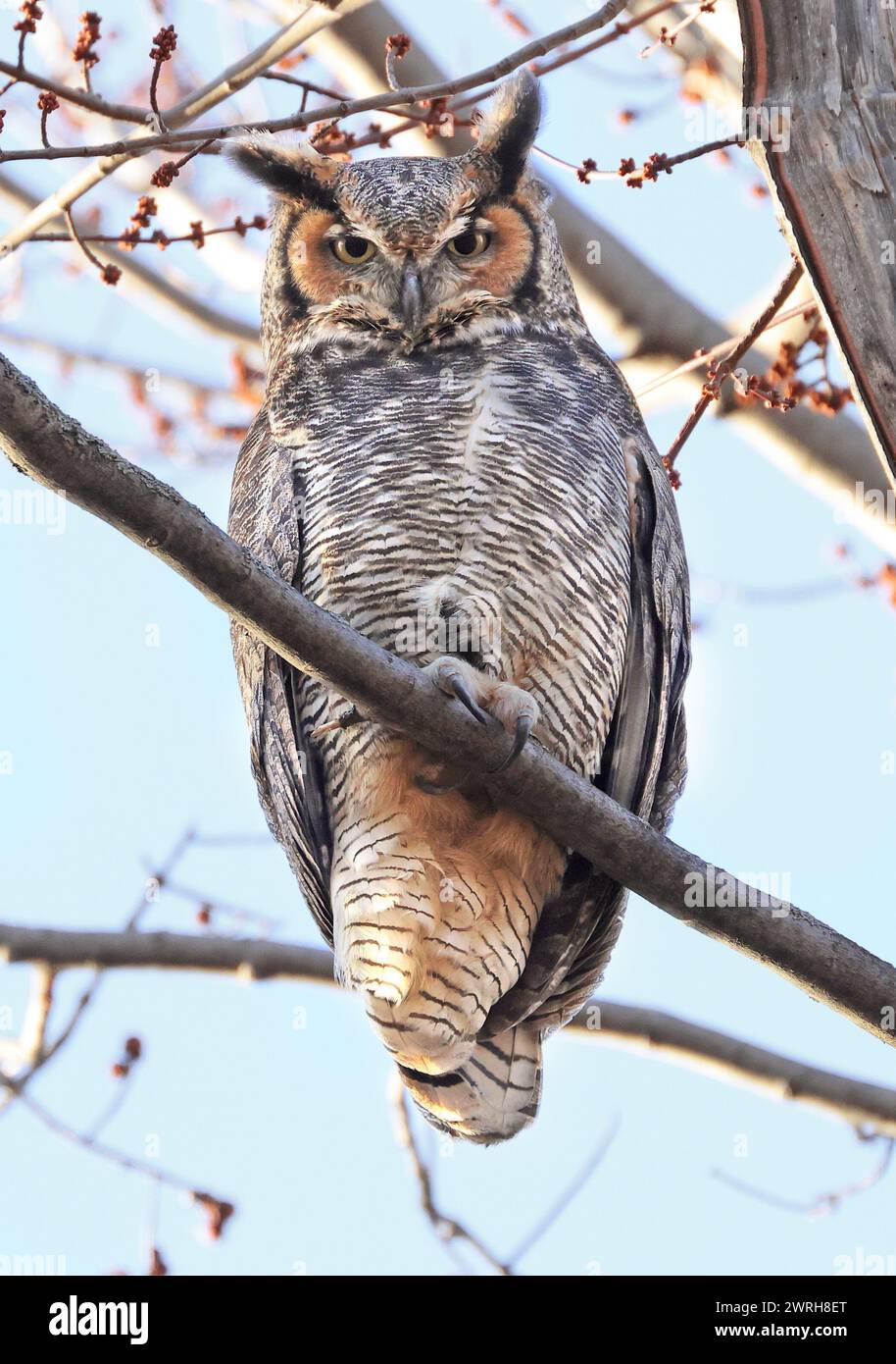 Great-horned Owl perched on a branch in the forest, Quebec, Canada Stock Photo