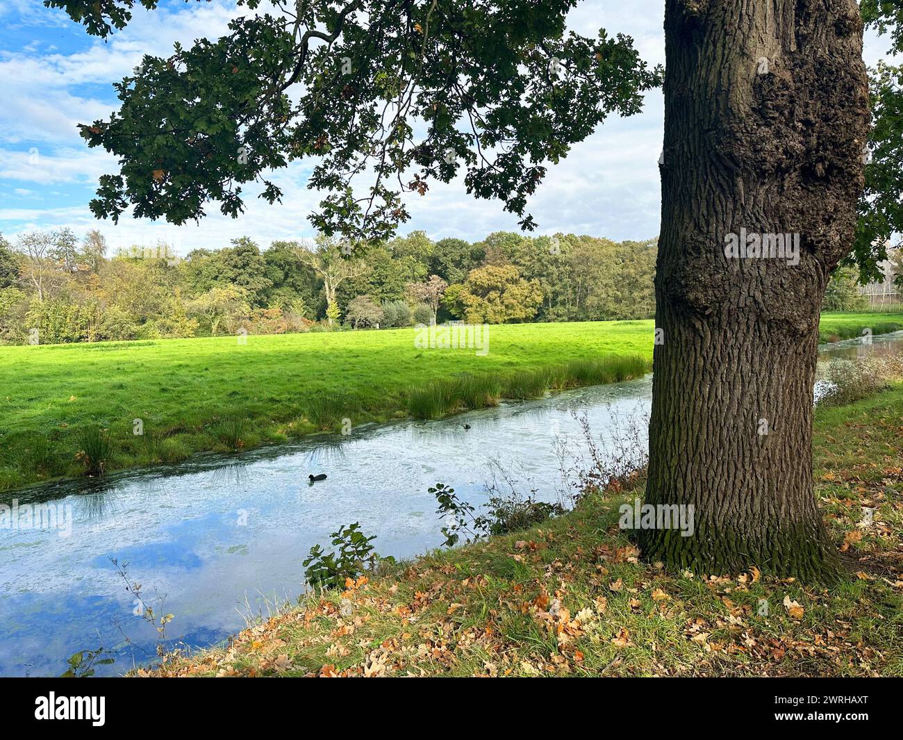 Beautiful water channel, green grass and trees in park Stock Photo