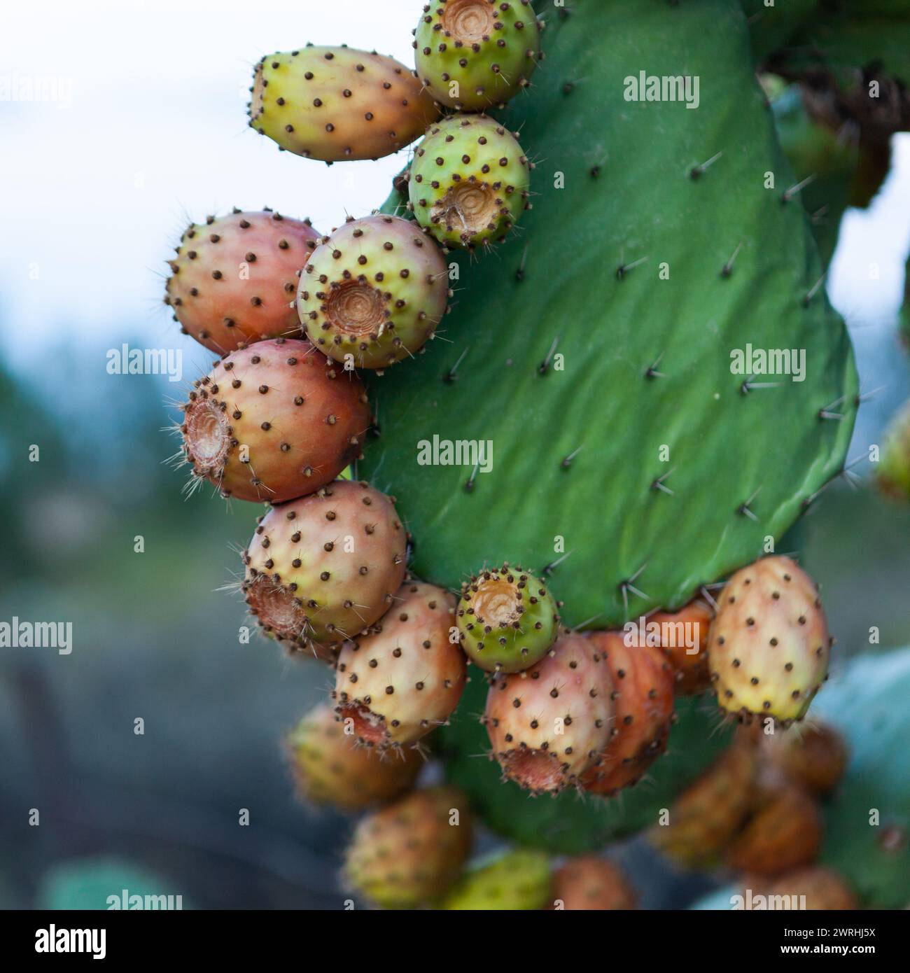Prickly pear fruits close view on green cactus. Stock Photo