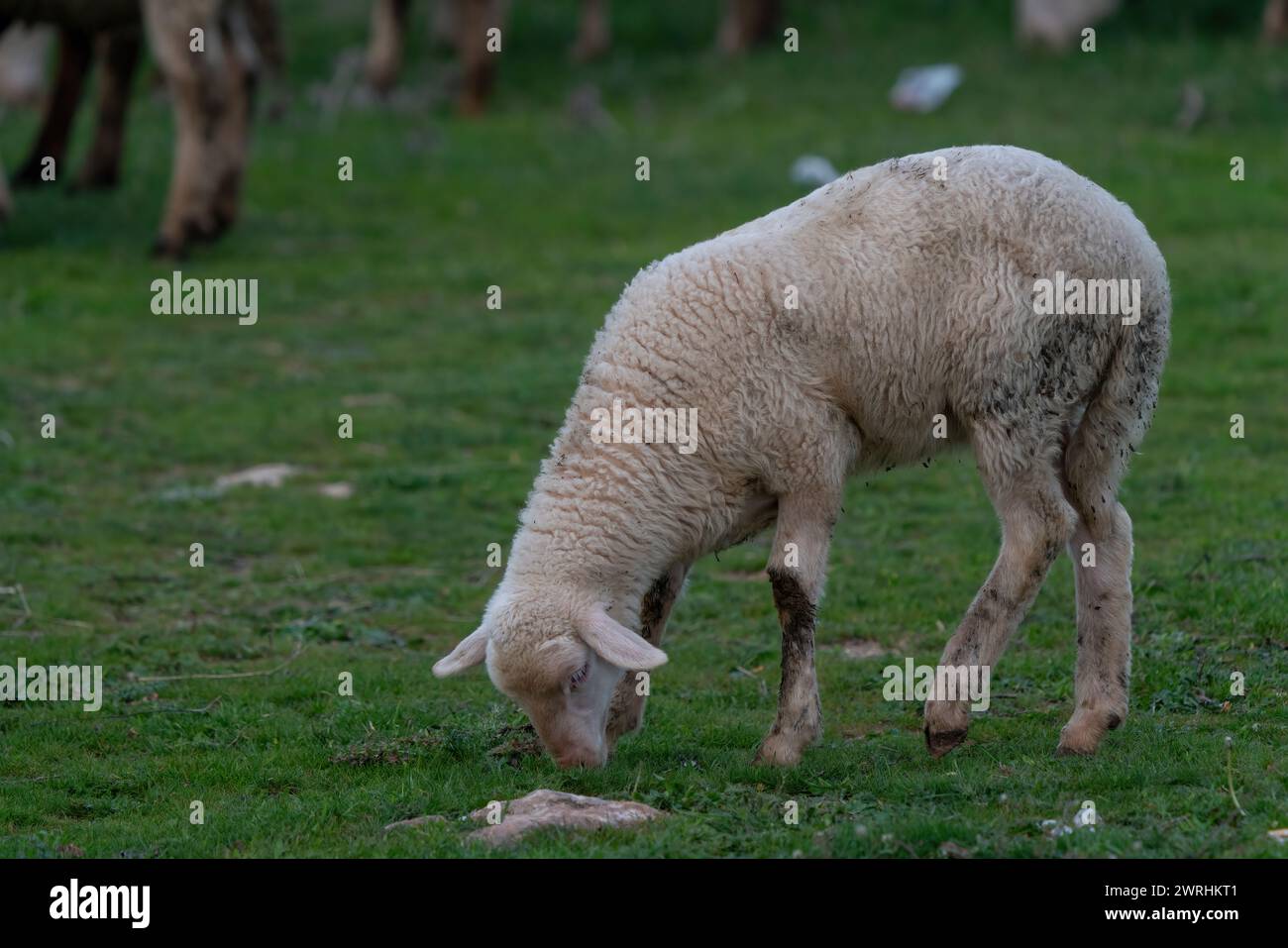 Lamb grazing in the pasture. White lamb in Turkey Stock Photo