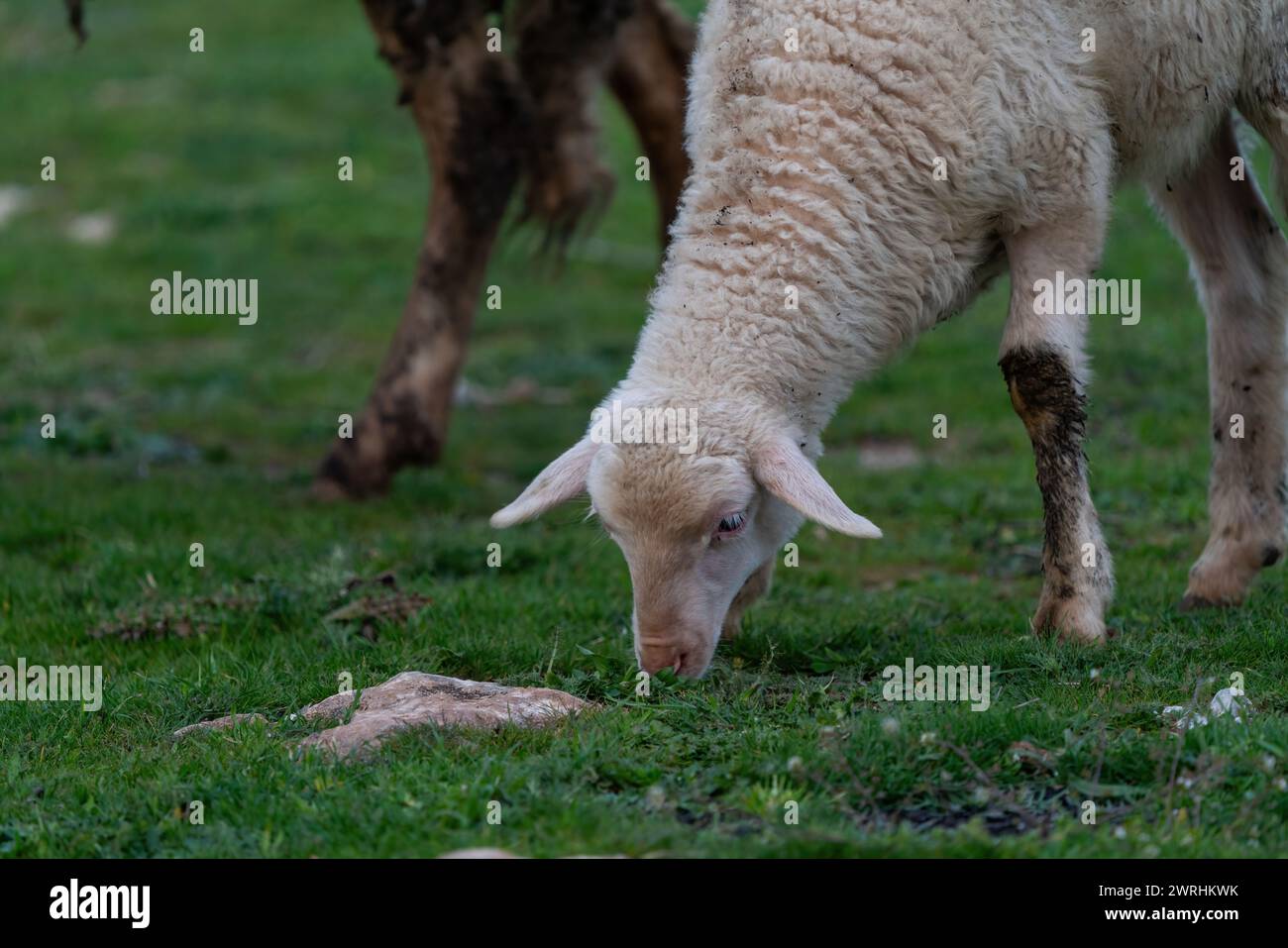 Lamb grazing in the pasture. White lamb in Turkey Stock Photo