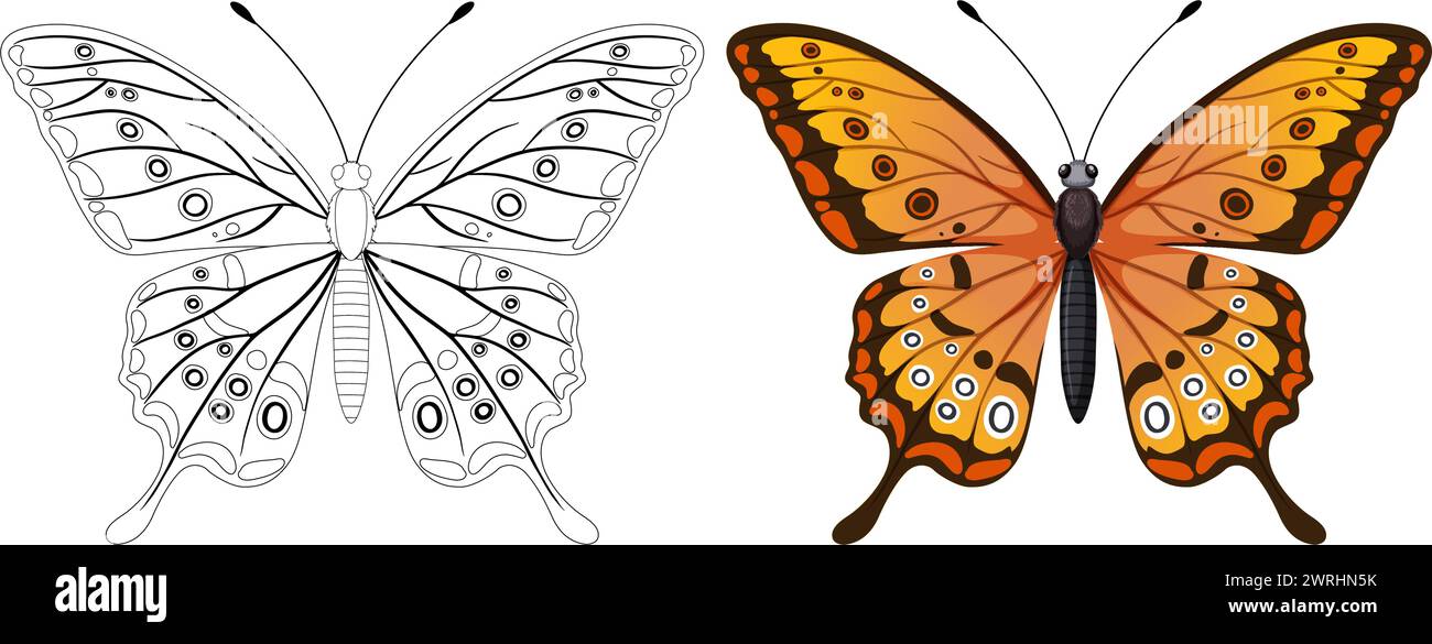Vector graphic of a butterfly, colored and line art Stock Vector