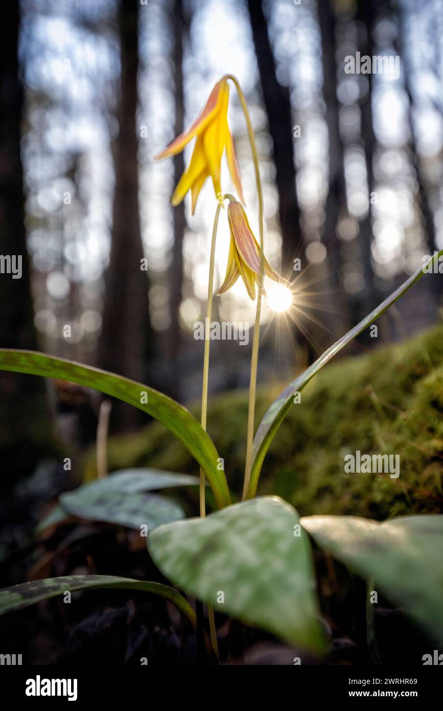 Trout Lily, Dog-Tooth Violet (Erythronium umbilicatum) in the sunset - Pisgah National Forest, Brevard, North Carolina, USA Stock Photo