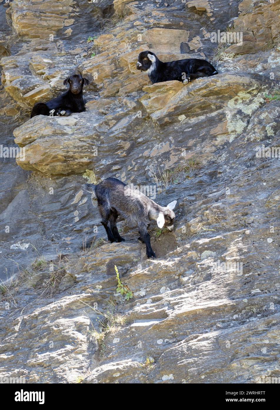 Three mountain goats with dark fur navigate a rugged cliff, showcasing their agility in a challenging terrain. Stock Photo