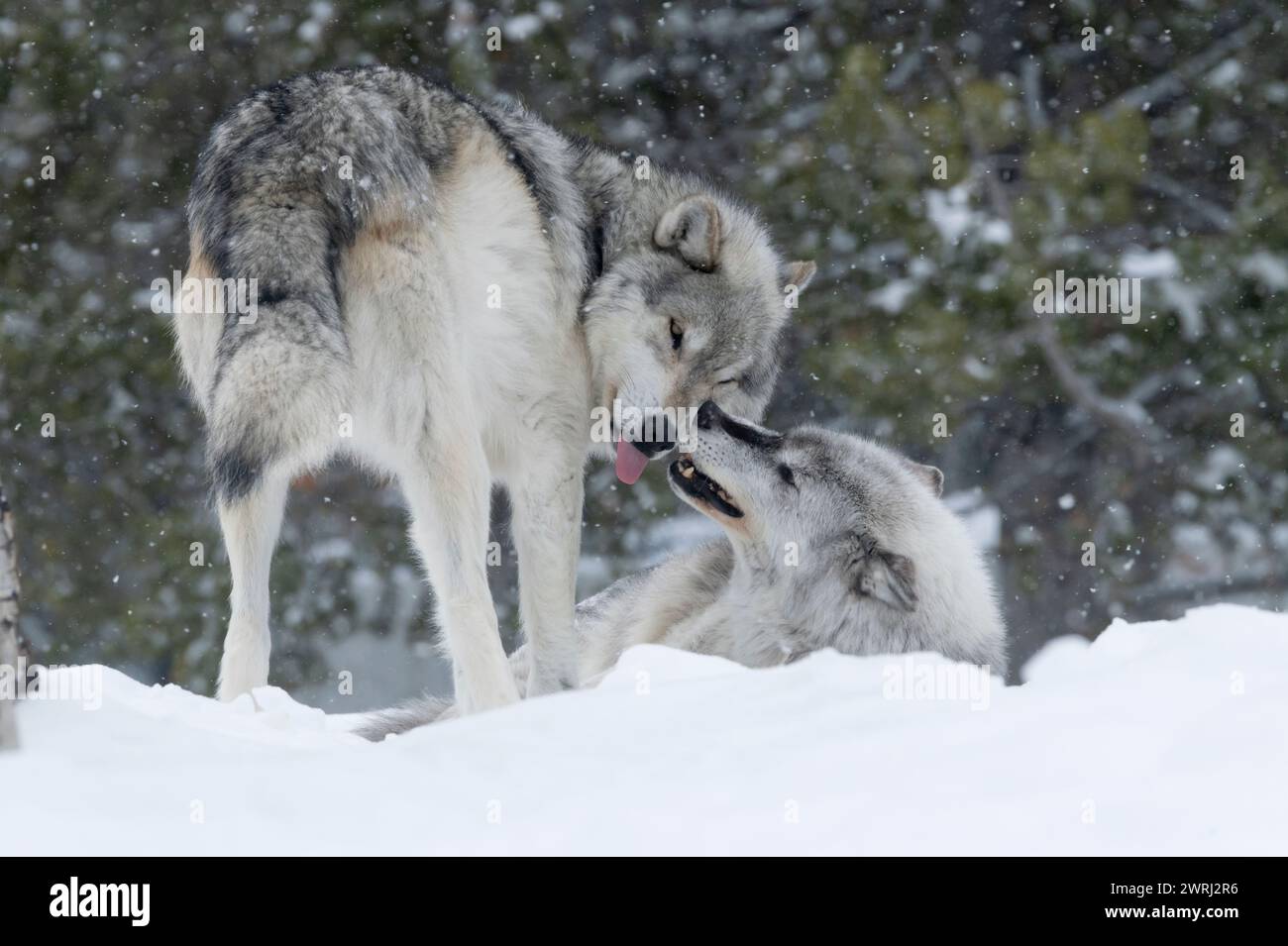 Wolf Submitting Dominant and submissive hi-res stock photography and images - Alamy