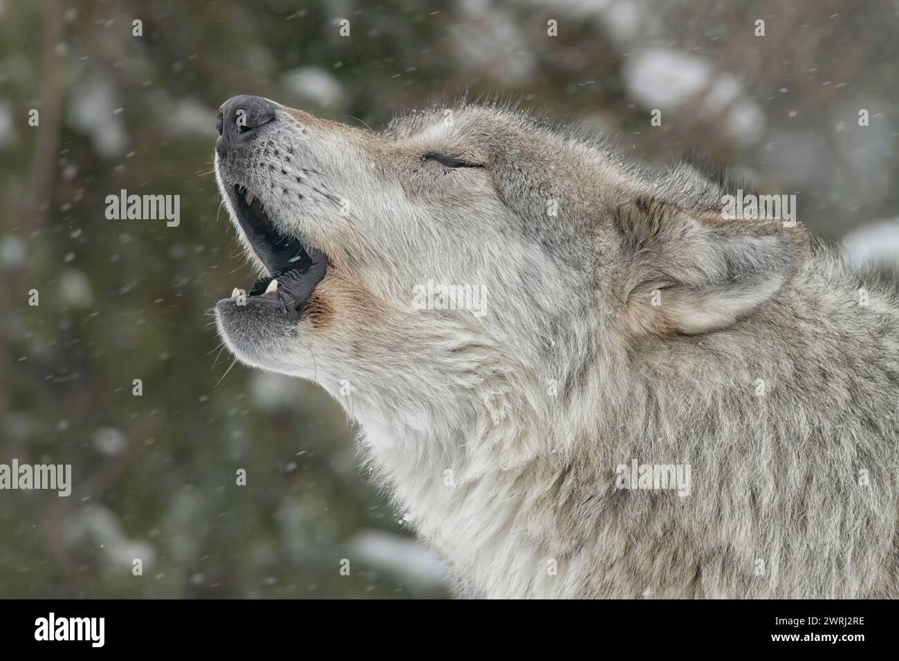 North America; United States; Montana; Wildlife; Predators; Canine ...