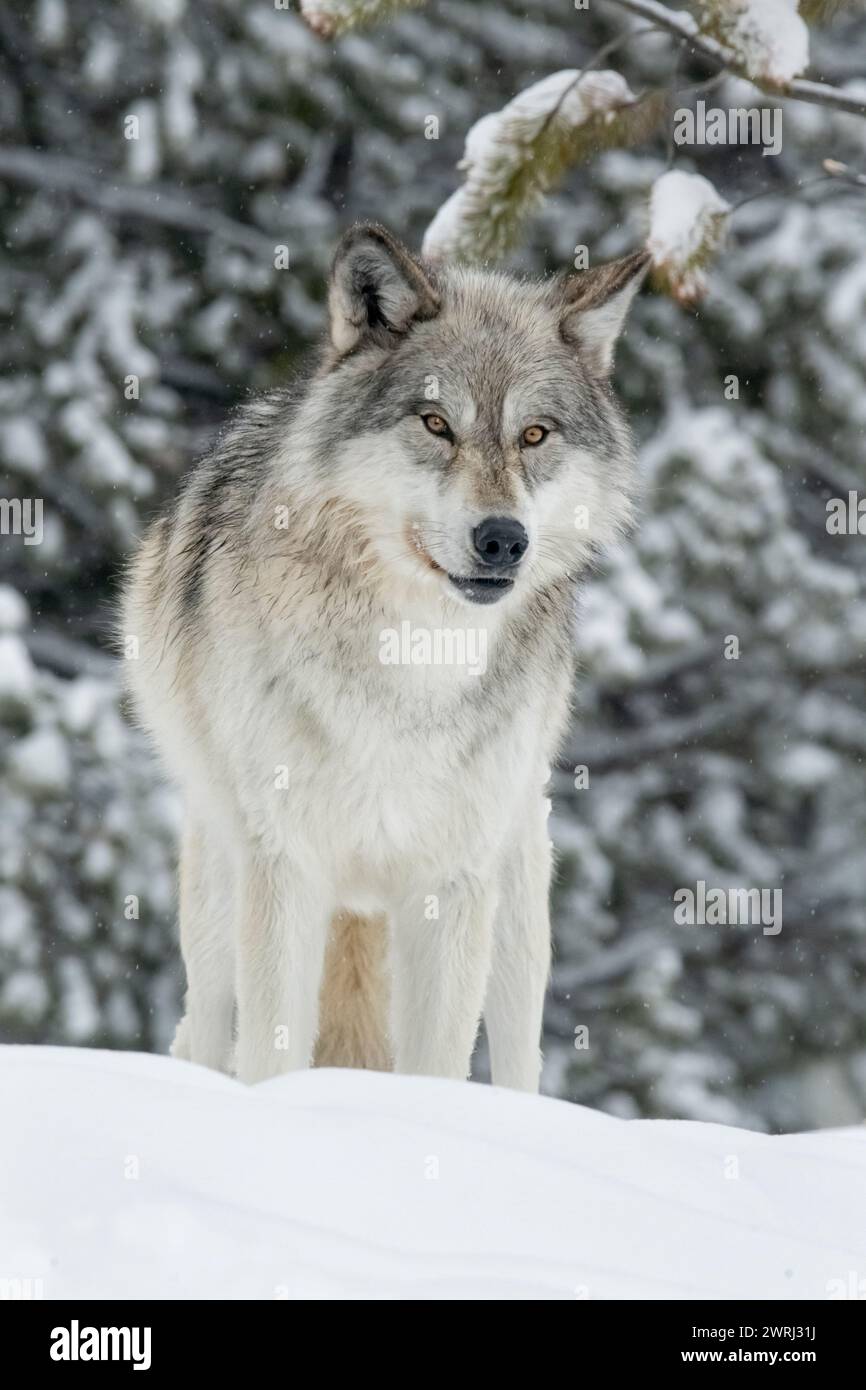 North America; United States; Montana; Wildlife; Predators; Canine; Wolf; Canis lupus;  Winter; Deep Snow; Captive Stock Photo