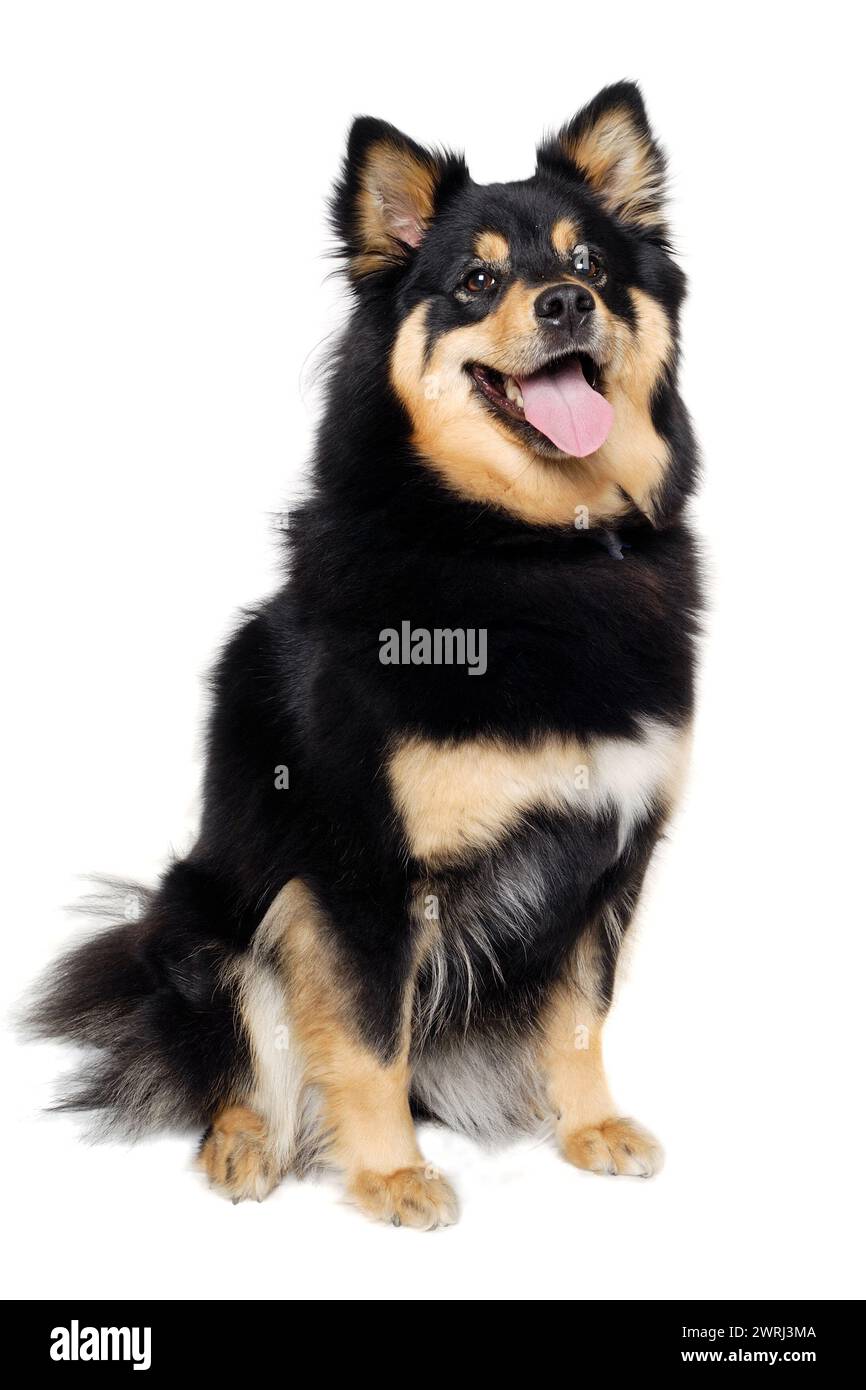 Happy Finnish Lapphund dog sitting. Isolated on a white background ...