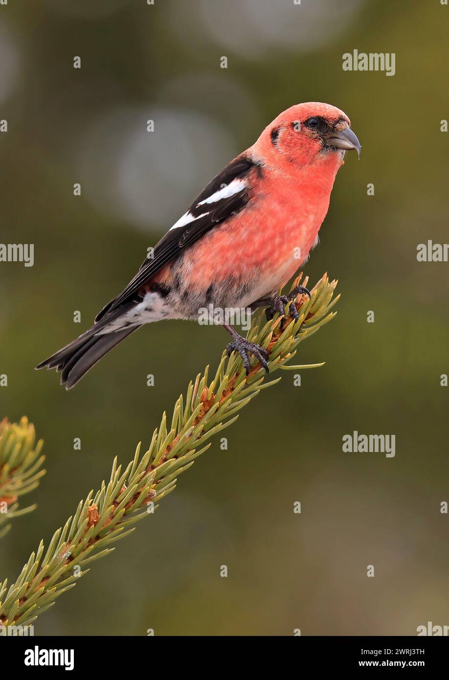 White winged Crossbill male perched on a fir branch in the forest, Canada Stock Photo
