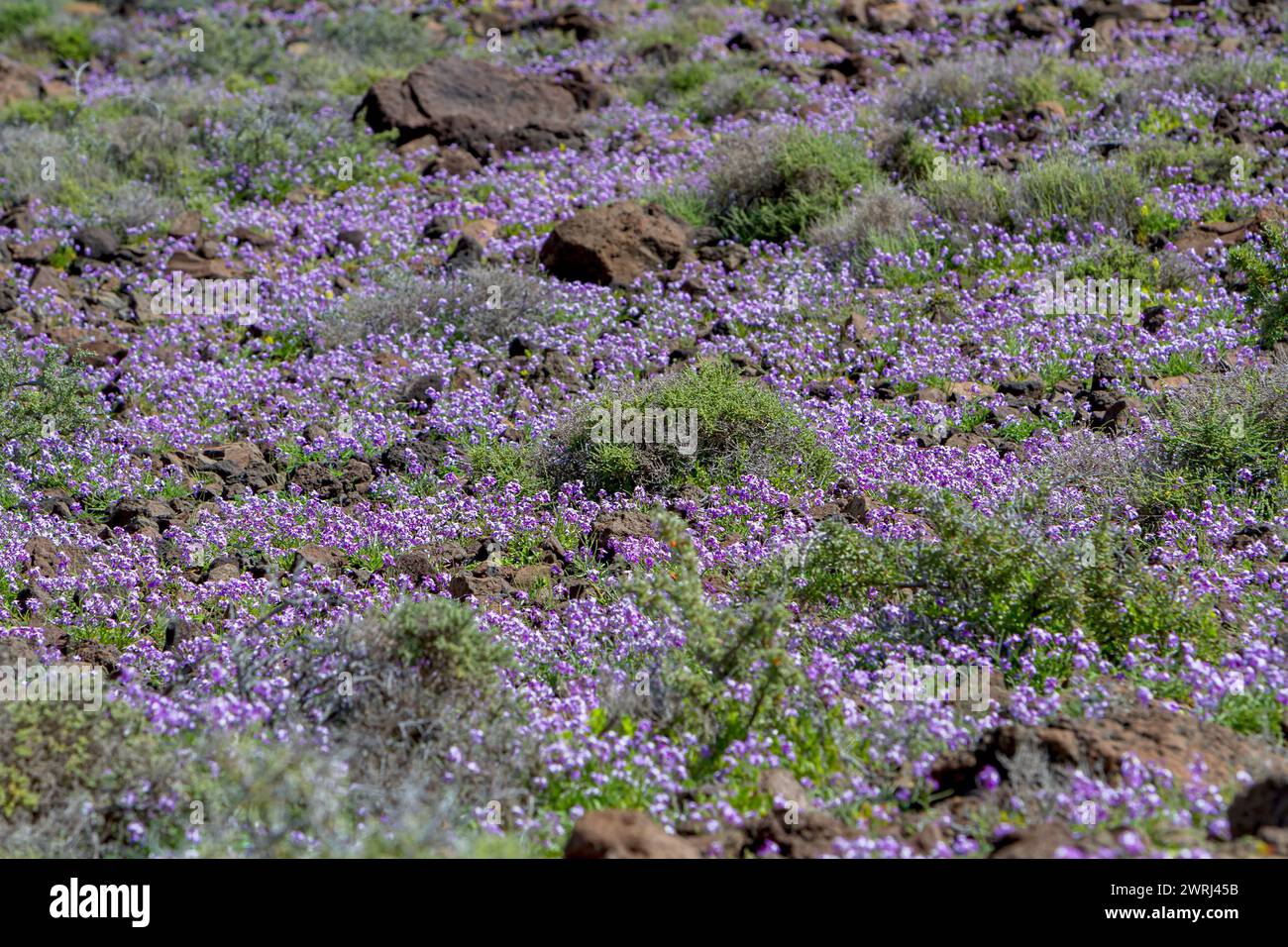 Bolles Levkoje (Matthiola bolleana), endemic plant on Fuerteventura, Canary Island, Spain Stock Photo