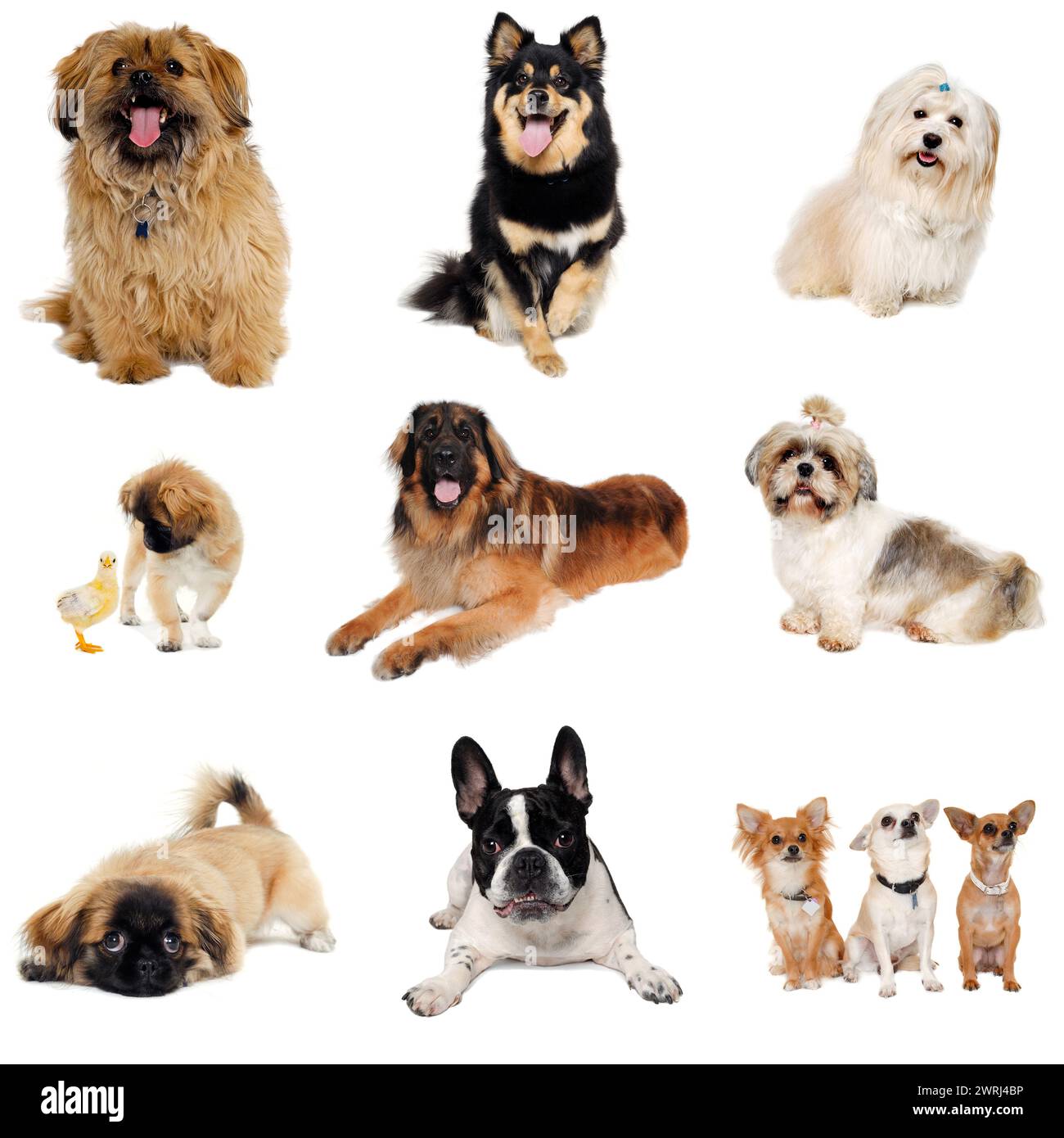 collection with dogs tanken on at clean white background Stock Photo ...