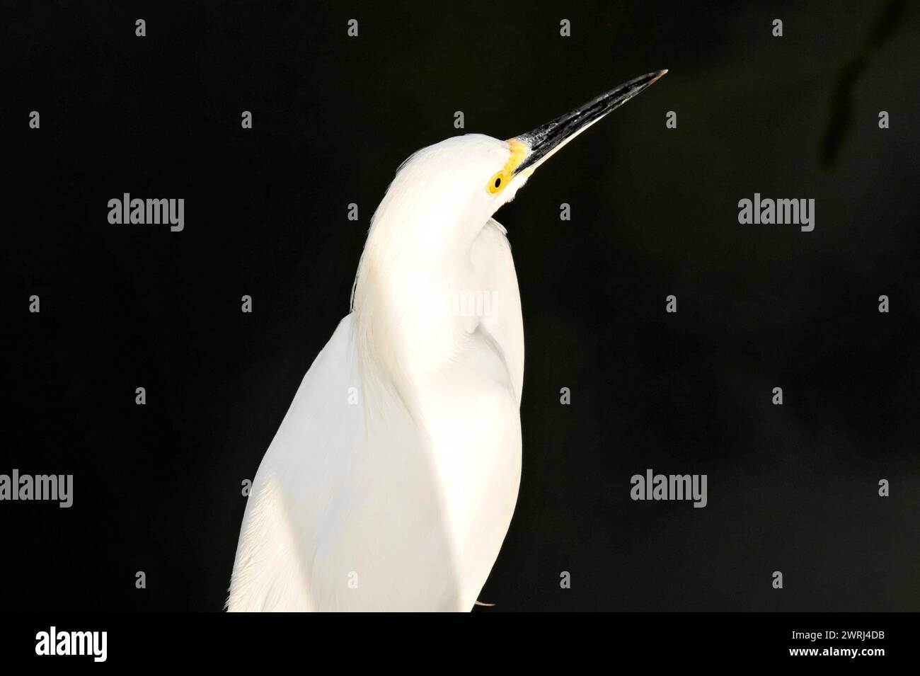 Close-up of a white heron, great egret (Ardea alba), in front of a dark background, Cayo Coco, Cuba, Central America Stock Photo