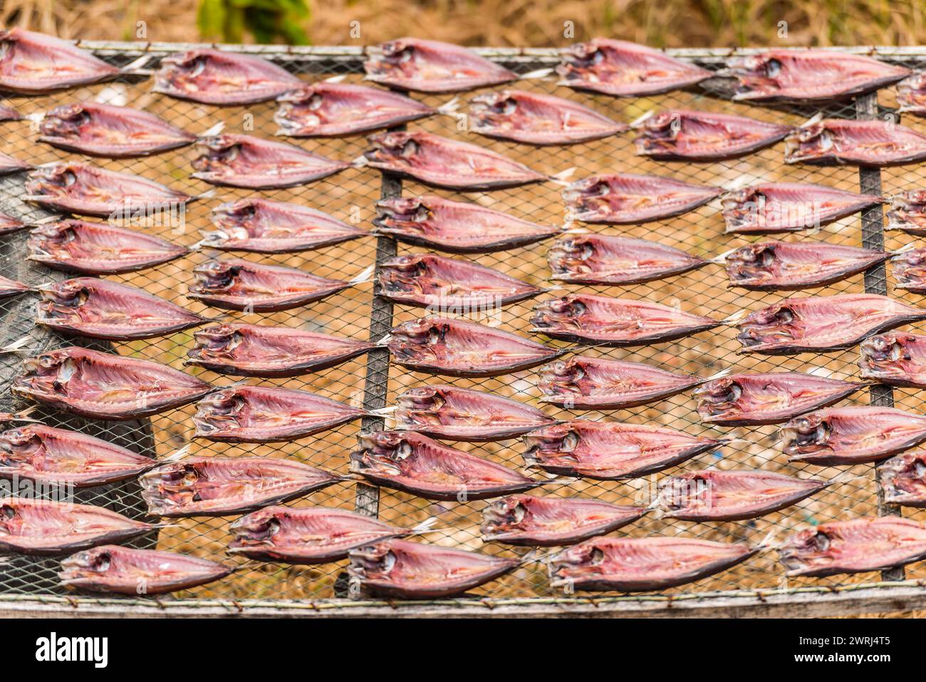 Mackerel drying in the sun, fish, drying, sun, tradition, traditional, dried, dried, salt, salted, preservation, food, nutrition, Asian, shelf life Stock Photo