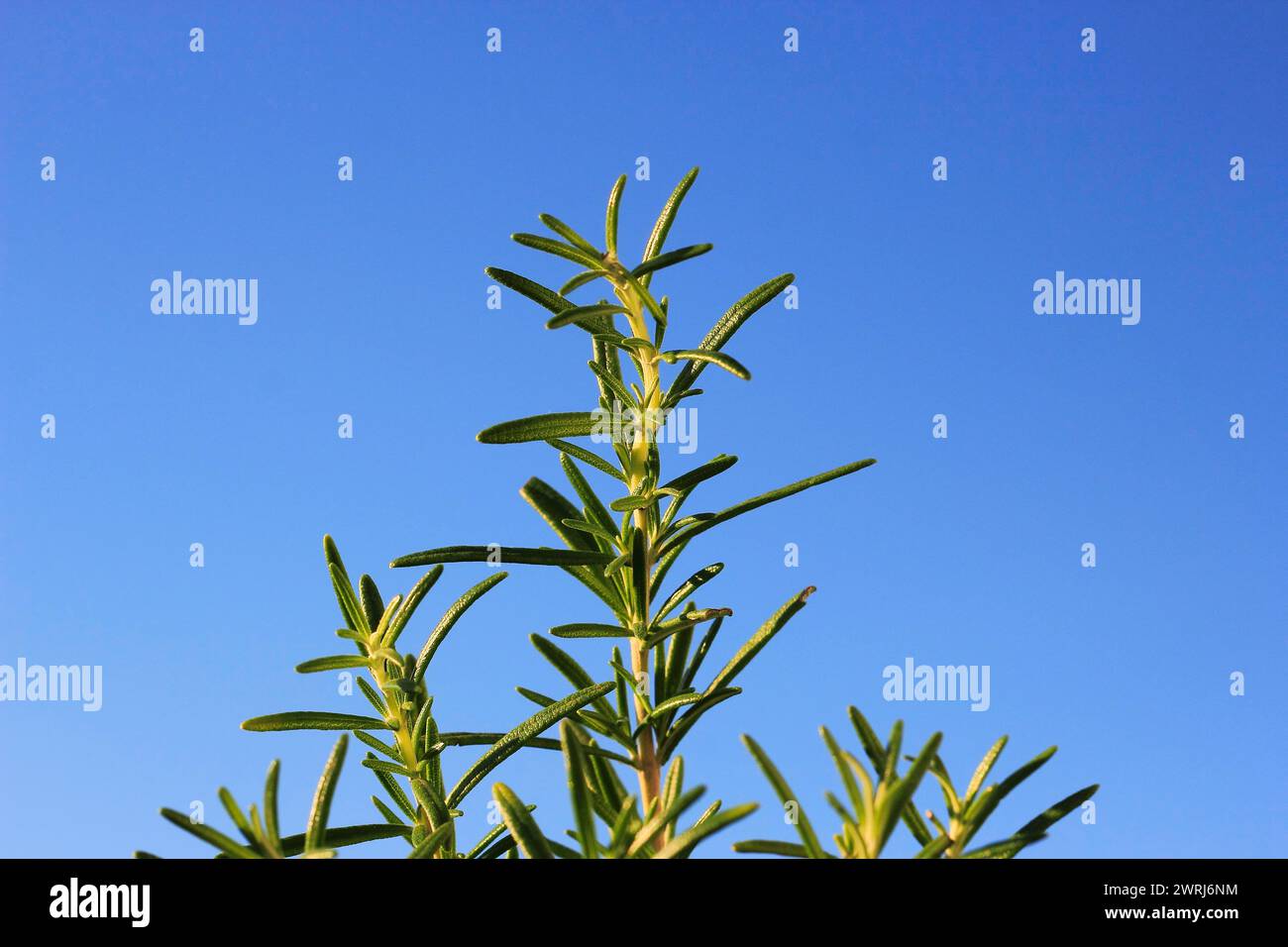 Rosemary (Salvia rosmarinus), in the blue sky, North Rhine-Westphalia, Germany Stock Photo