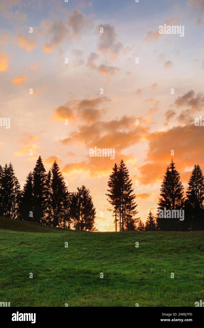 Silhouettes of trees in front of a colourful cloudy sky at sunset ...