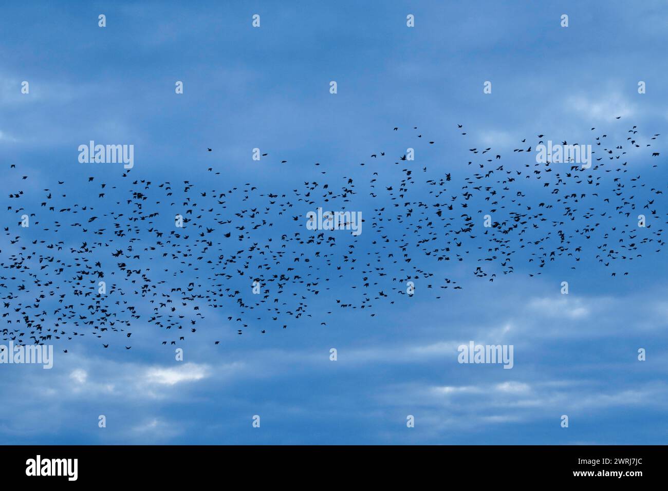 Flock of starlings in flight at dusk Stock Photo