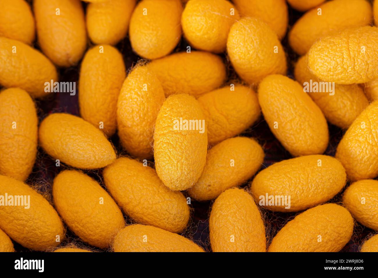 Yellow silkworm cocoons background Stock Photo