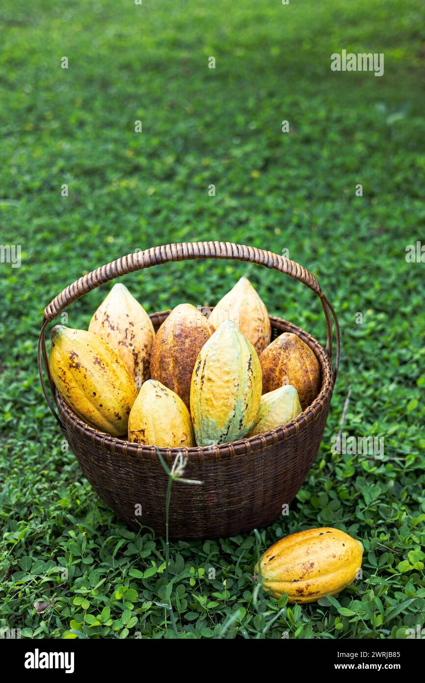 A basket of Cocoa pod. Cut in half ripe cacao pods or yellow cacao fruit Harvest cocoa seeds on a basket. Stock Photo