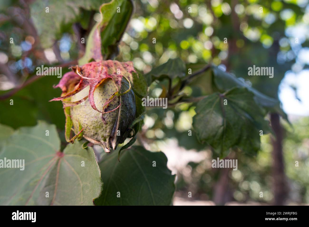 A Gossypium arboreum, cotton plant, closed bud, with space for text Stock Photo