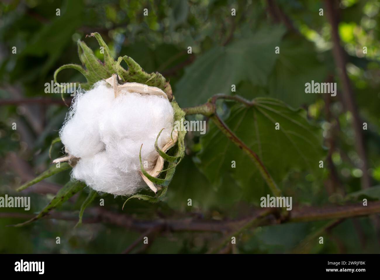 A Gossypium arboreum, cotton plant, with space for text Stock Photo