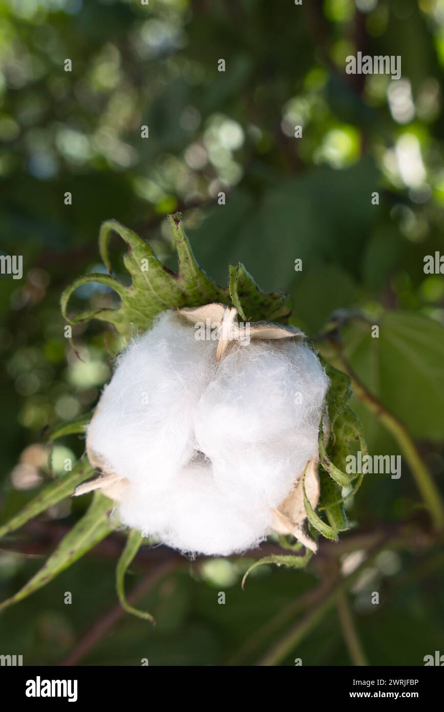 A Gossypium arboreum, cotton plant, with space for text Stock Photo