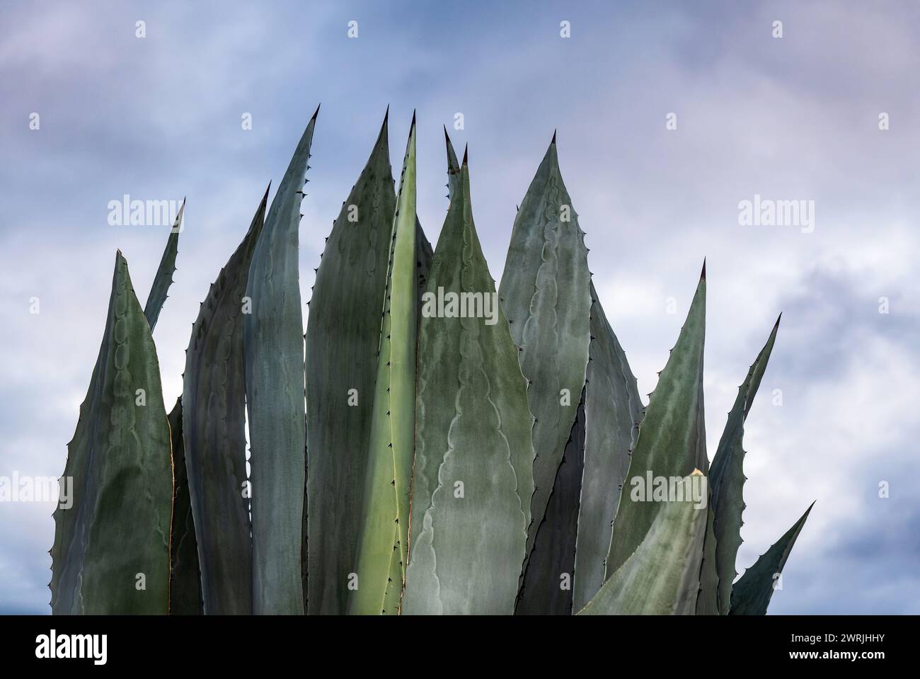 A Agave salmiana maguey with sky in the background and space for text Stock Photo