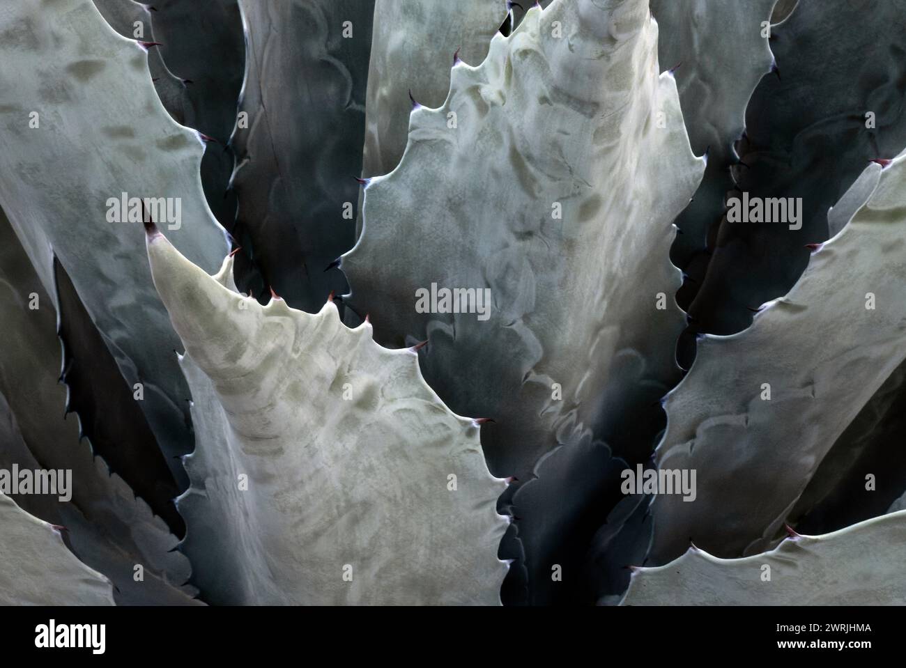 A Closeup agave Americana salmiana cactus abstract natural pattern, background texture Stock Photo