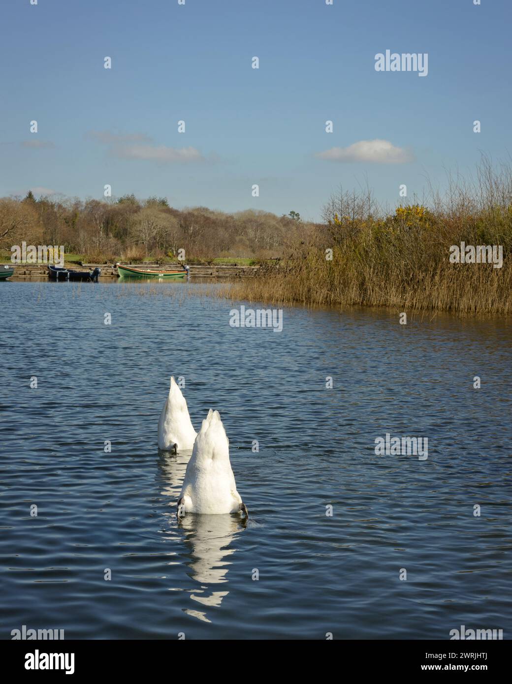 Couple of mute swans Cygnus Olor foraging for food in shallow water