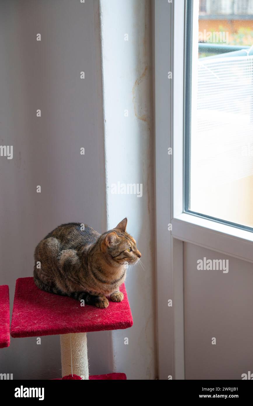 Tabby cat looking through the window. Stock Photo