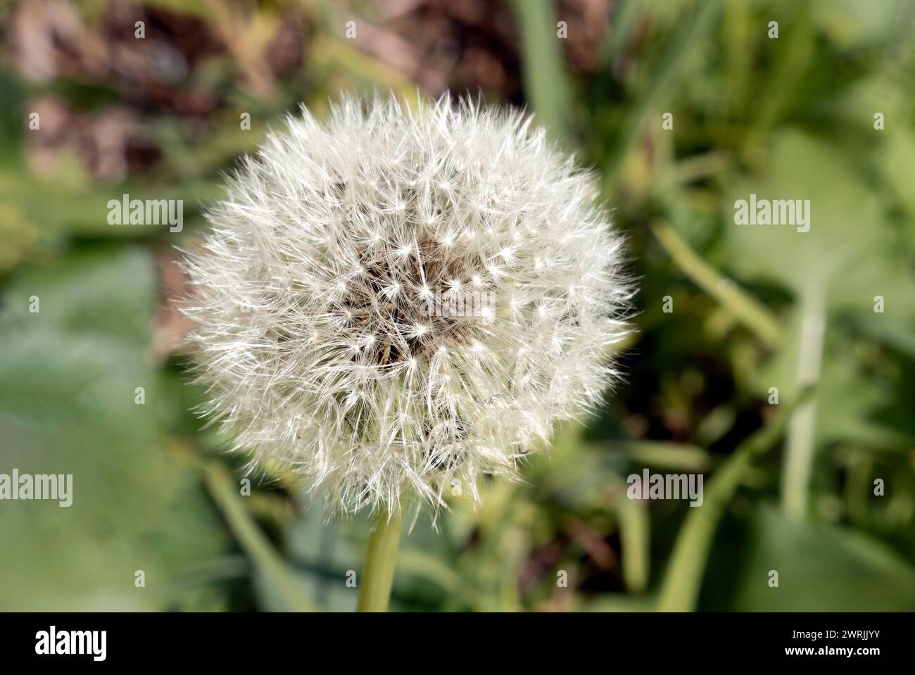 A White dried Taraxacum officinale plant in the garden, with space for text Stock Photo
