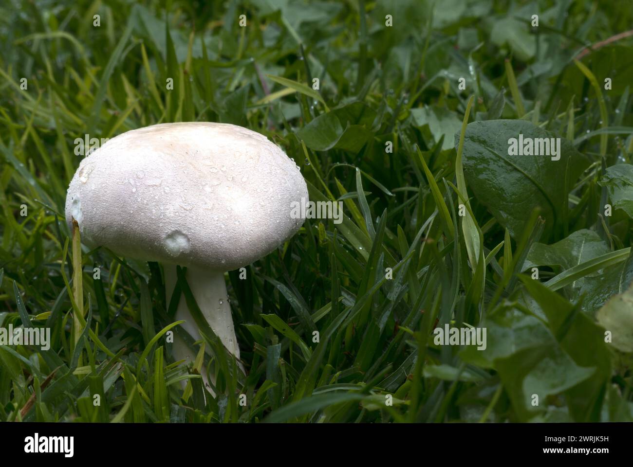 a-agaricus-arvensis-fungi-white-fungus-in-the-garden-with-space-for